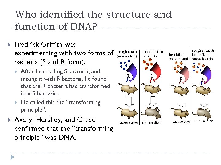 Who identified the structure and function of DNA? Fredrick Griffith was experimenting with two