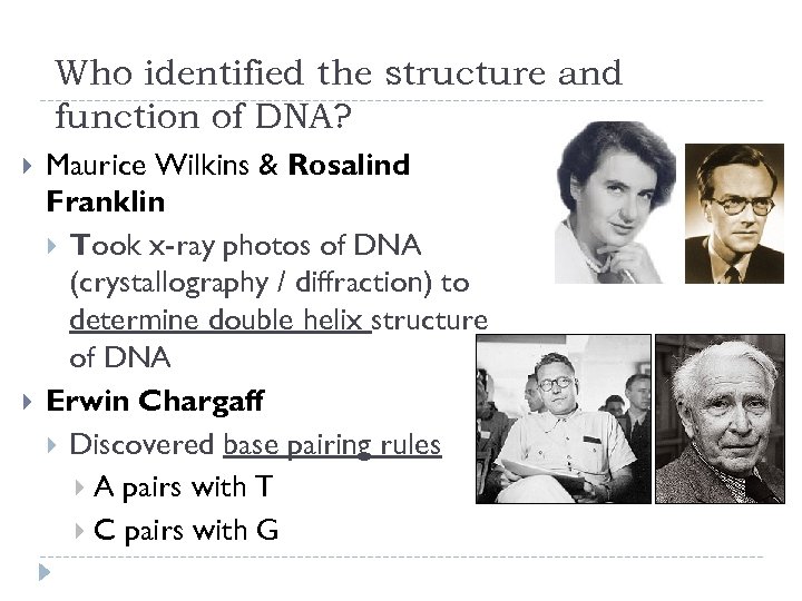 Who identified the structure and function of DNA? Maurice Wilkins & Rosalind Franklin Took