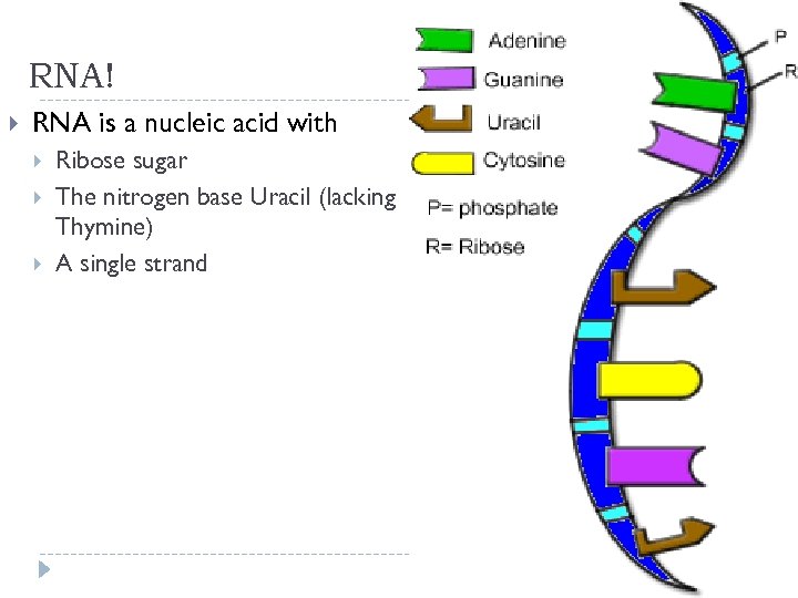 RNA! RNA is a nucleic acid with Ribose sugar The nitrogen base Uracil (lacking