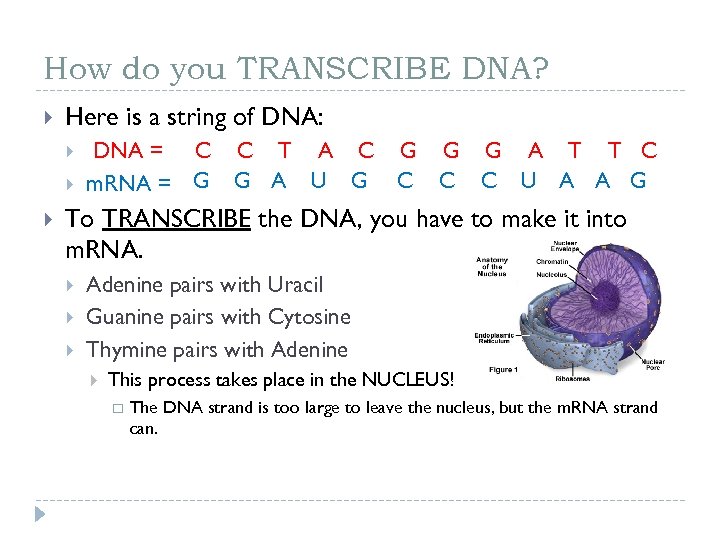 How do you TRANSCRIBE DNA? Here is a string of DNA: DNA = C