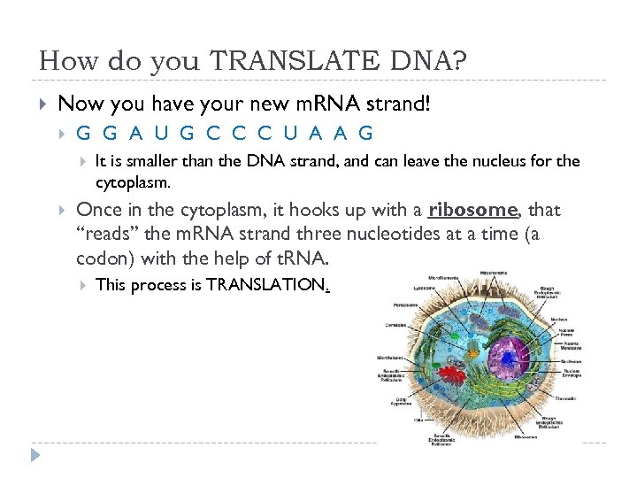 How do you TRANSLATE DNA? Now you have your new m. RNA strand! G
