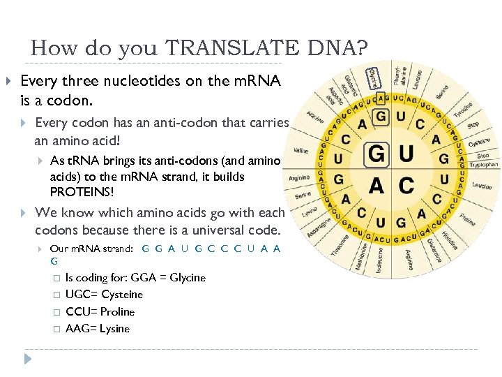 How do you TRANSLATE DNA? Every three nucleotides on the m. RNA is a