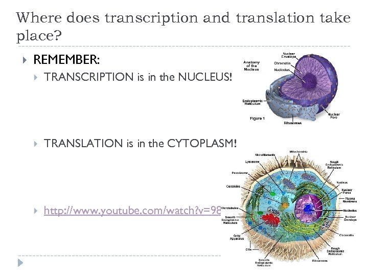 Where does transcription and translation take place? REMEMBER: TRANSCRIPTION is in the NUCLEUS! TRANSLATION