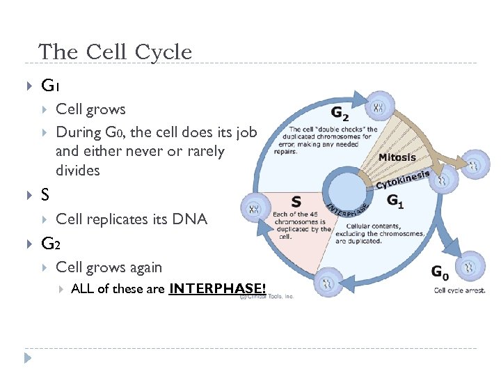 The Cell Cycle G 1 S Cell grows During G 0, the cell does