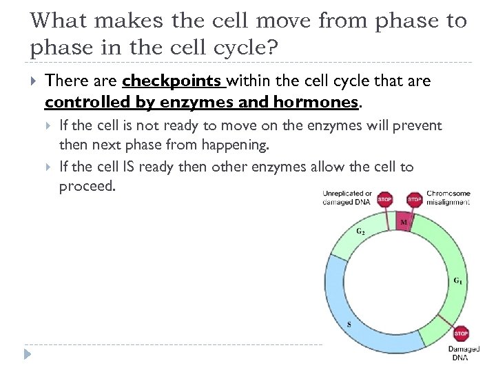 What makes the cell move from phase to phase in the cell cycle? There