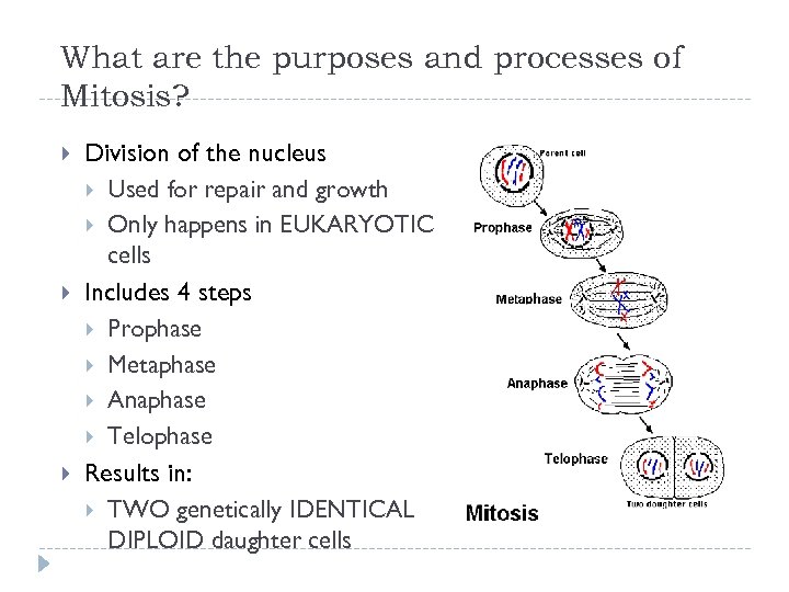 What are the purposes and processes of Mitosis? Division of the nucleus Used for