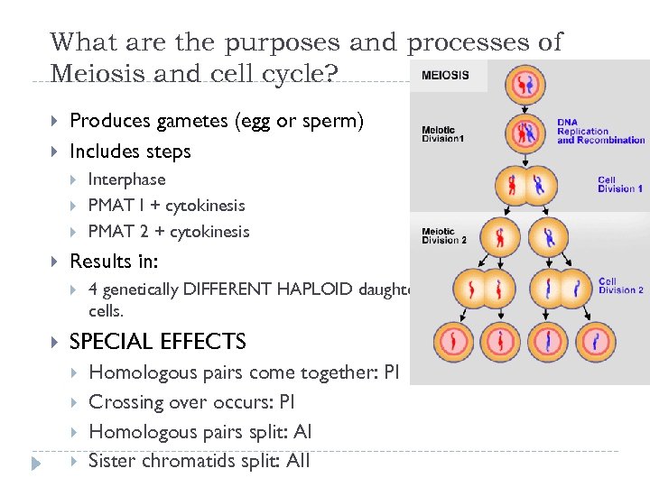 What are the purposes and processes of Meiosis and cell cycle? Produces gametes (egg