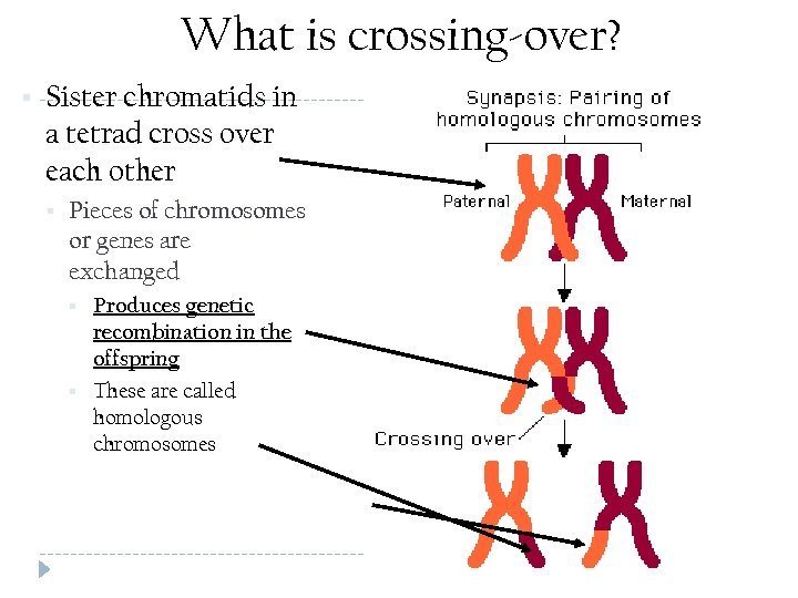 What is crossing-over? § Sister chromatids in a tetrad cross over each other §