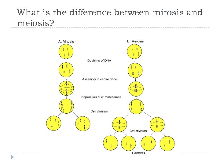 What is the difference between mitosis and meiosis? 