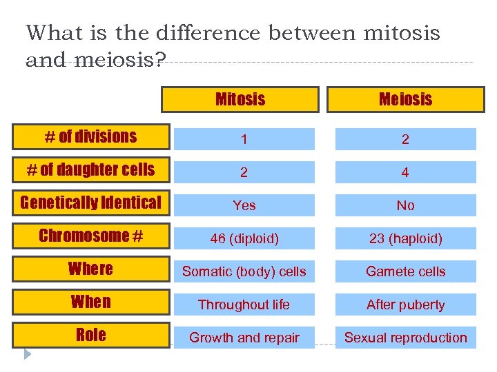 What is the difference between mitosis and meiosis? Mitosis Meiosis # of divisions 1