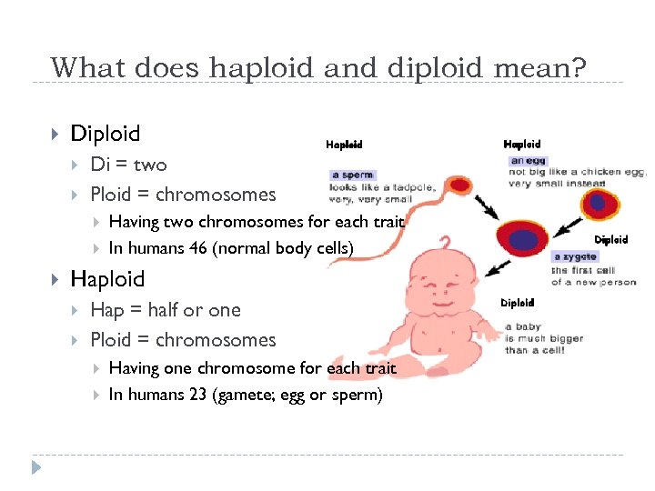 What does haploid and diploid mean? Diploid Di = two Ploid = chromosomes Having