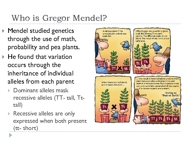 Who is Gregor Mendel? Mendel studied genetics through the use of math, probability and