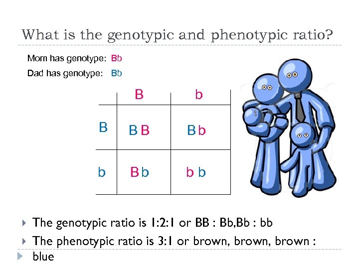 What is the genotypic and phenotypic ratio? Mom has genotype: Bb Dad has genotype: