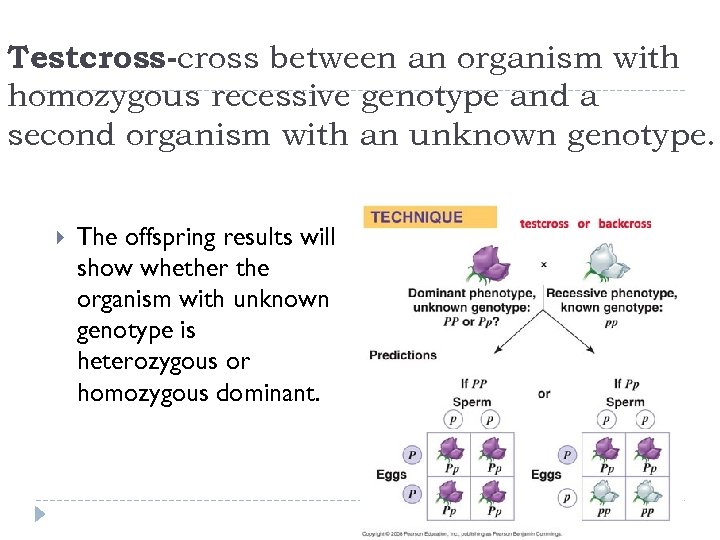 Testcross-cross between an organism with homozygous recessive genotype and a second organism with an