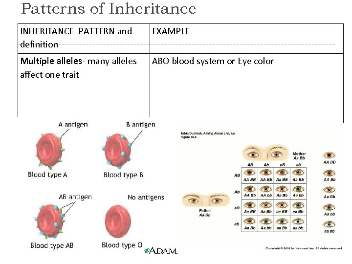 Patterns of Inheritance INHERITANCE PATTERN and definition EXAMPLE Multiple alleles- many alleles affect one