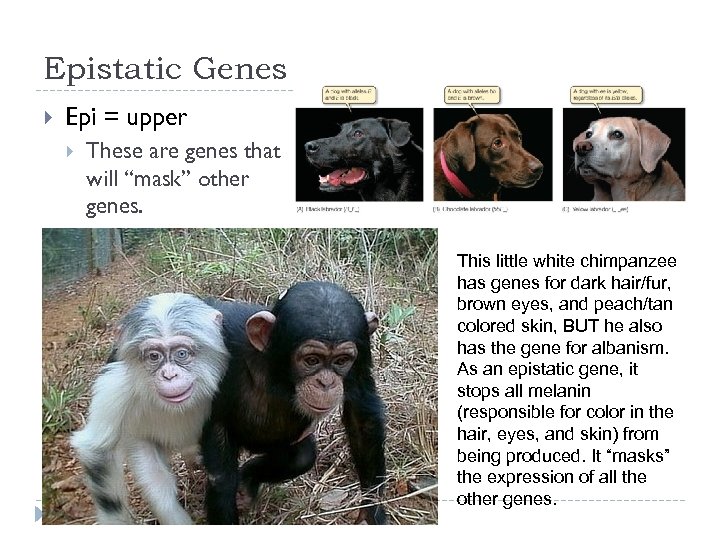 Epistatic Genes Epi = upper These are genes that will “mask” other genes. This
