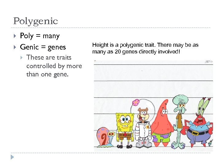 Polygenic Poly = many Genic = genes These are traits controlled by more than