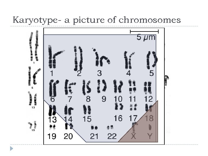 Karyotype- a picture of chromosomes 