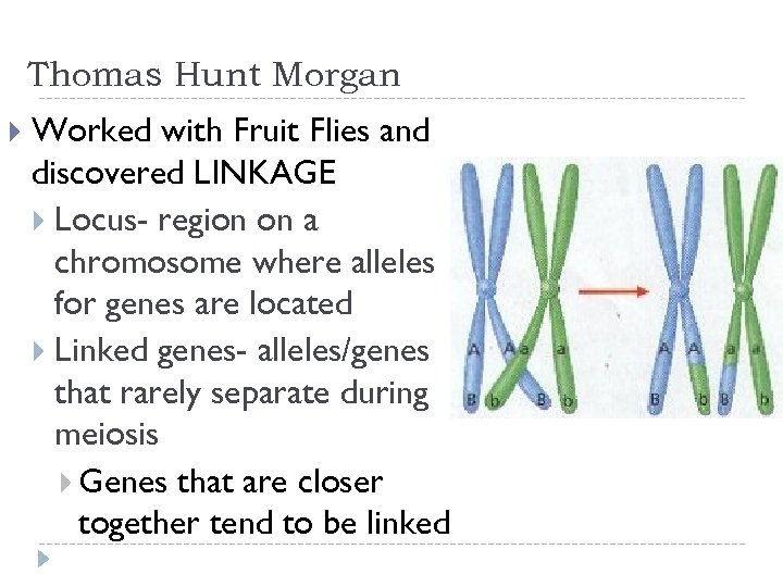 Thomas Hunt Morgan Worked with Fruit Flies and discovered LINKAGE Locus- region on a