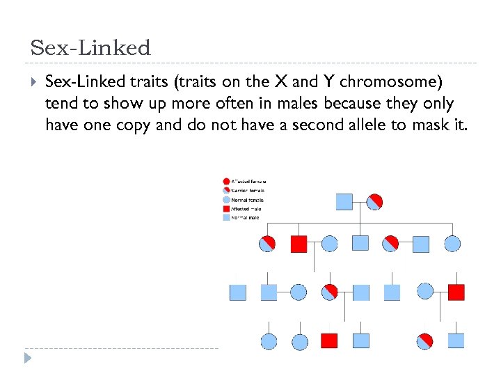 Sex-Linked traits (traits on the X and Y chromosome) tend to show up more
