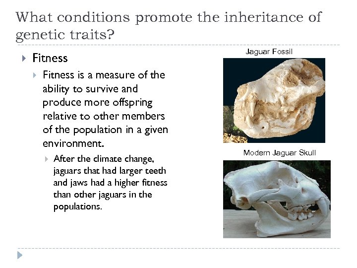 What conditions promote the inheritance of genetic traits? Fitness is a measure of the