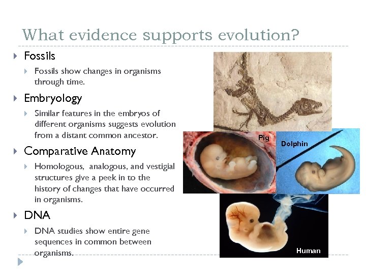 What evidence supports evolution? Fossils Embryology Similar features in the embryos of different organisms