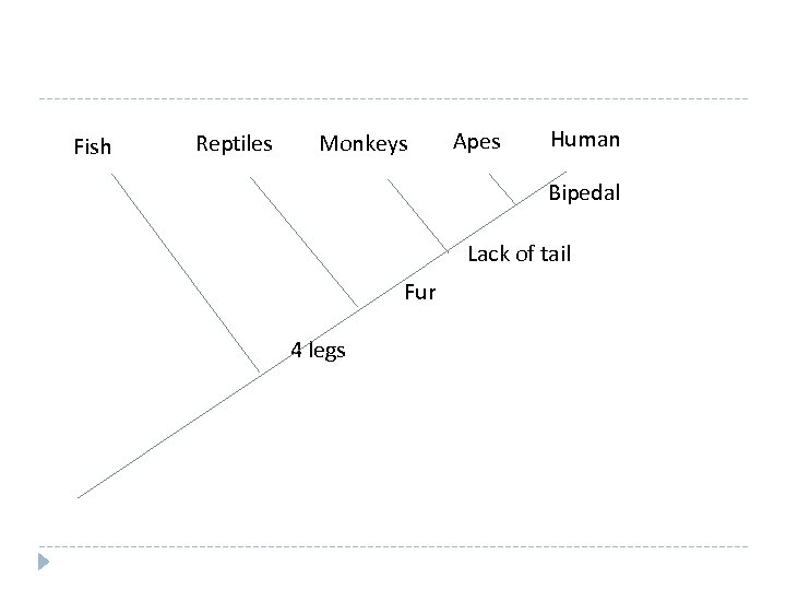 Fish Reptiles Monkeys Apes Human Bipedal Lack of tail Fur 4 legs 