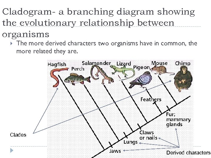 Cladogram- a branching diagram showing the evolutionary relationship between organisms The more derived characters