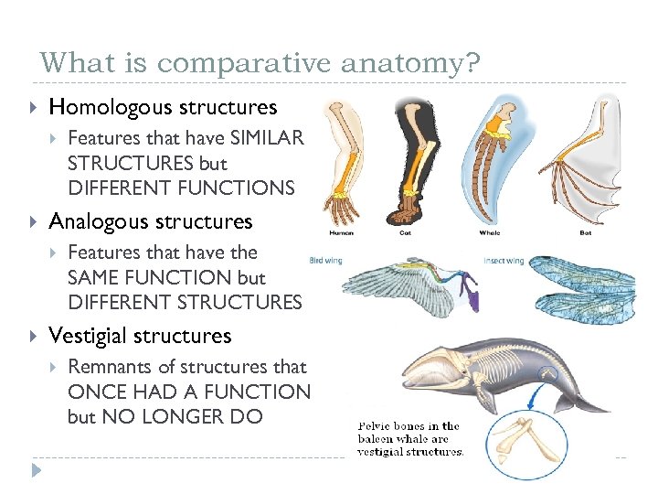 What is comparative anatomy? Homologous structures Analogous structures Features that have SIMILAR STRUCTURES but