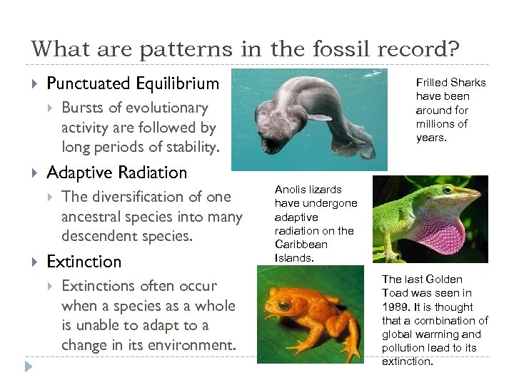 What are patterns in the fossil record? Punctuated Equilibrium Bursts of evolutionary activity are