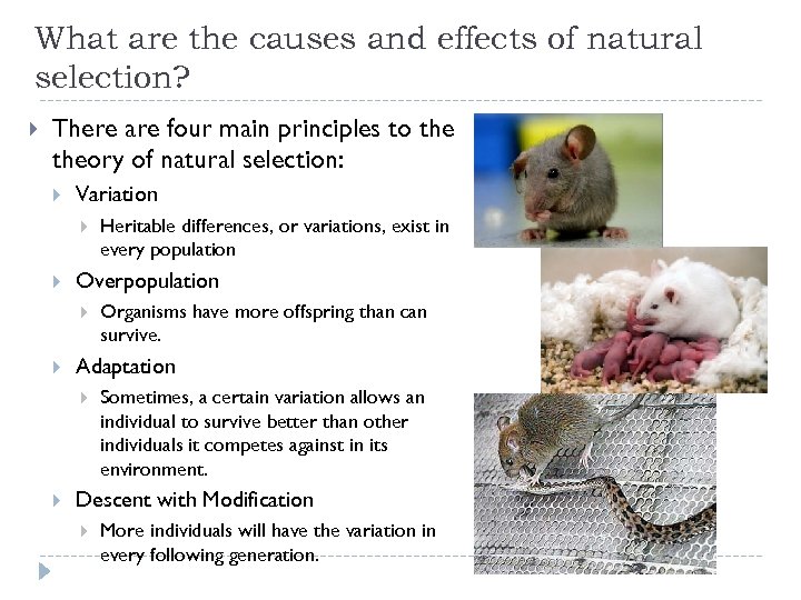 What are the causes and effects of natural selection? There are four main principles