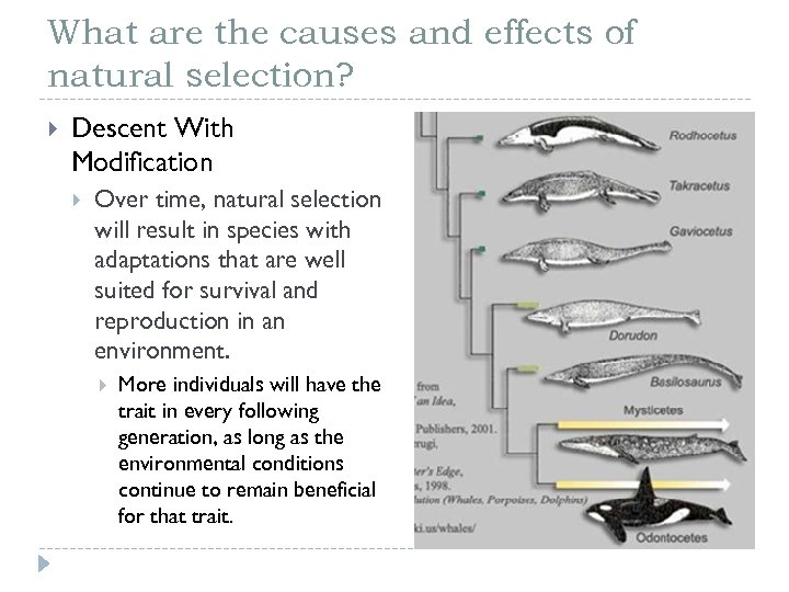 What are the causes and effects of natural selection? Descent With Modification Over time,