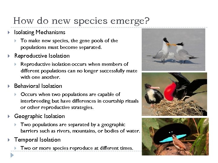 How do new species emerge? Isolating Mechanisms Reproductive Isolation Occurs when two populations are
