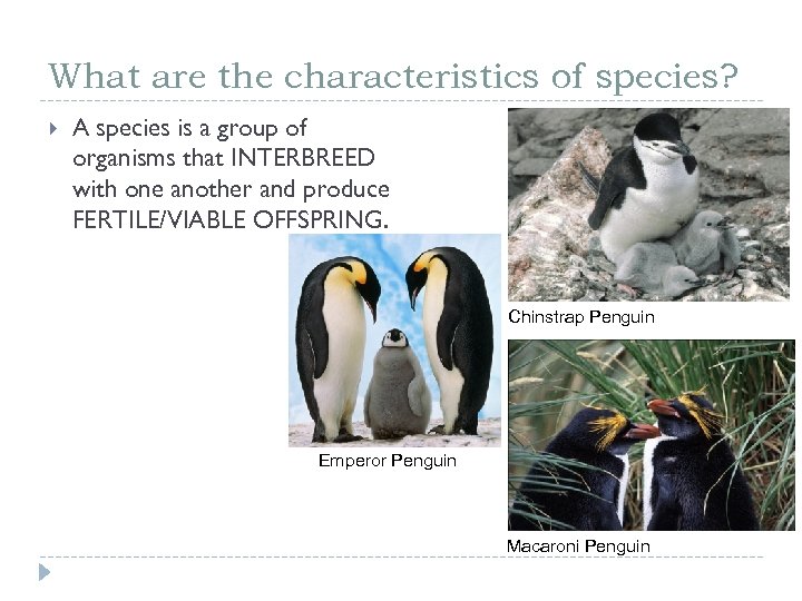 What are the characteristics of species? A species is a group of organisms that