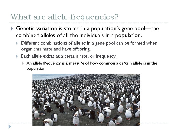 What are allele frequencies? Genetic variation is stored in a population’s gene pool—the combined