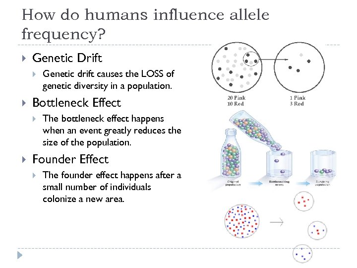 How do humans influence allele frequency? Genetic Drift Bottleneck Effect Genetic drift causes the