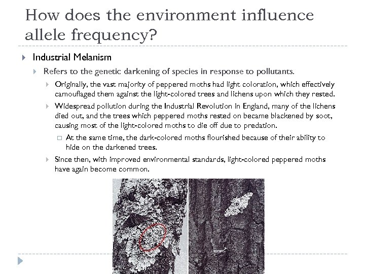 How does the environment influence allele frequency? Industrial Melanism Refers to the genetic darkening
