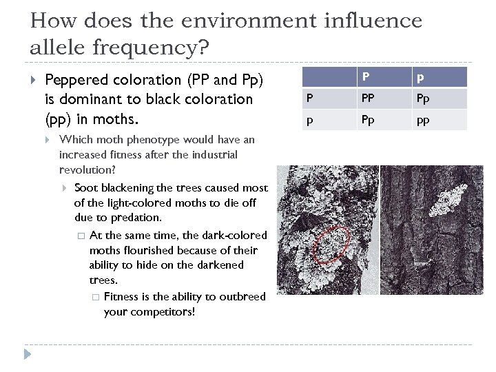 How does the environment influence allele frequency? Peppered coloration (PP and Pp) is dominant