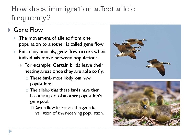 How does immigration affect allele frequency? Gene Flow The movement of alleles from one