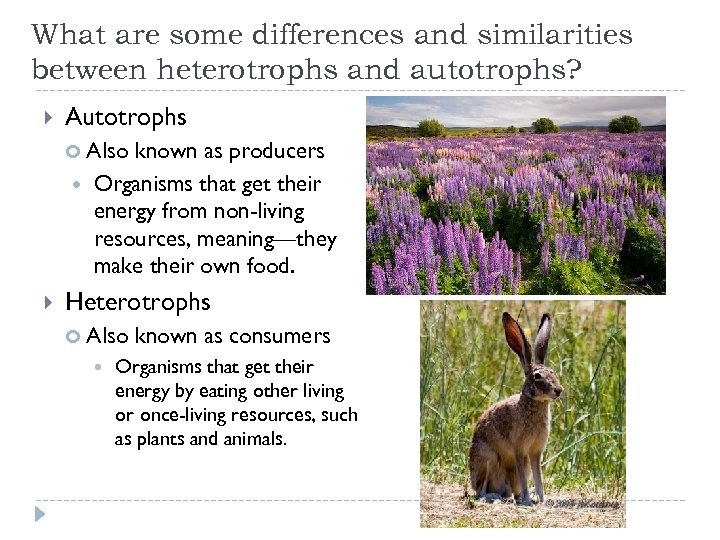 What are some differences and similarities between heterotrophs and autotrophs? Autotrophs Also known as