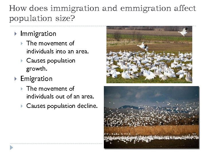 How does immigration and emmigration affect population size? Immigration The movement of individuals into