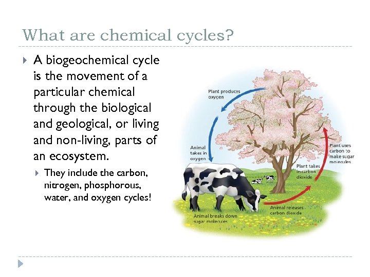 What are chemical cycles? A biogeochemical cycle is the movement of a particular chemical