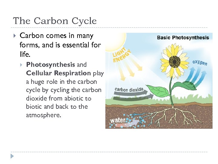 The Carbon Cycle Carbon comes in many forms, and is essential for life. Photosynthesis