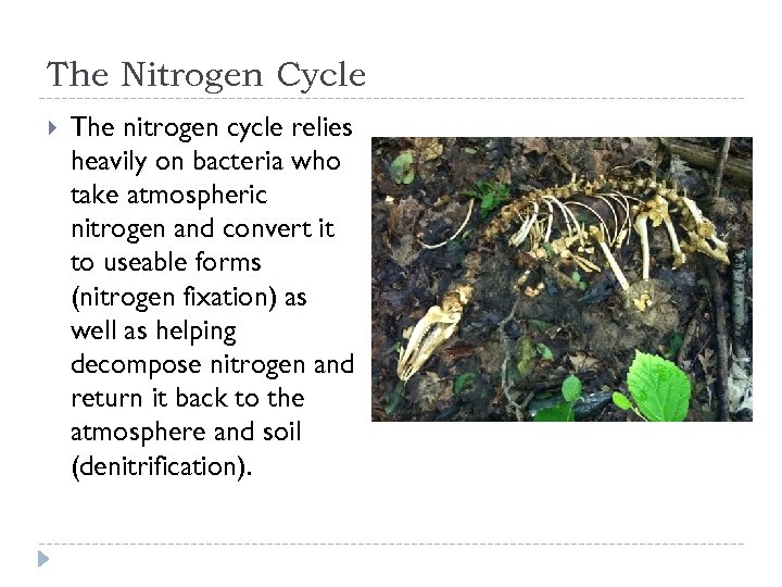 The Nitrogen Cycle The nitrogen cycle relies heavily on bacteria who take atmospheric nitrogen
