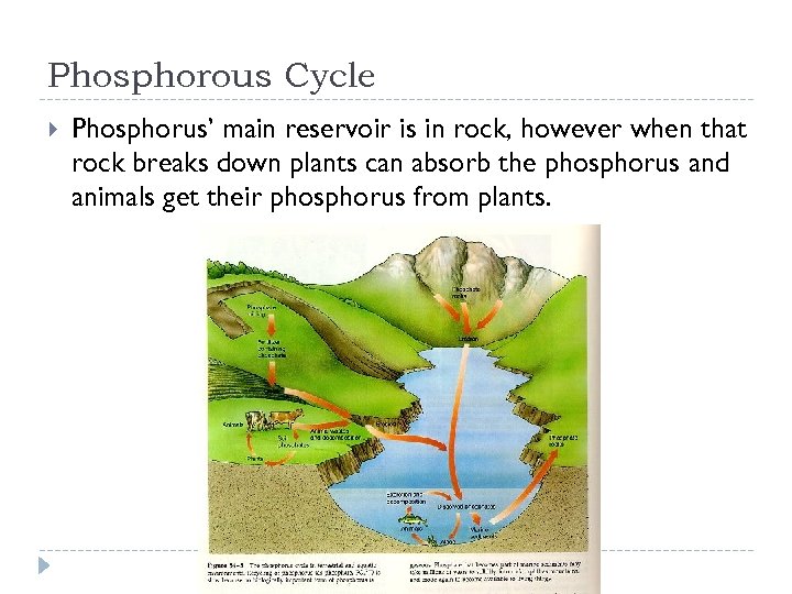 Phosphorous Cycle Phosphorus’ main reservoir is in rock, however when that rock breaks down