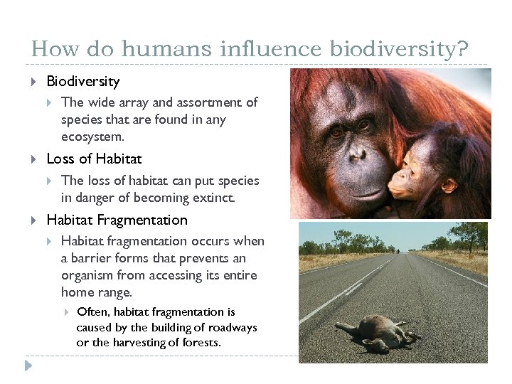 How do humans influence biodiversity? Biodiversity Loss of Habitat The wide array and assortment