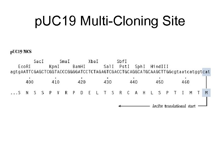 p. UC 19 Multi-Cloning Site 