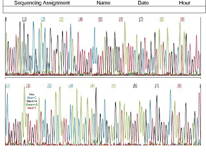 Sequencing Assignment Key Blue=C Black=A Green=G Red=T Name Date Hour 