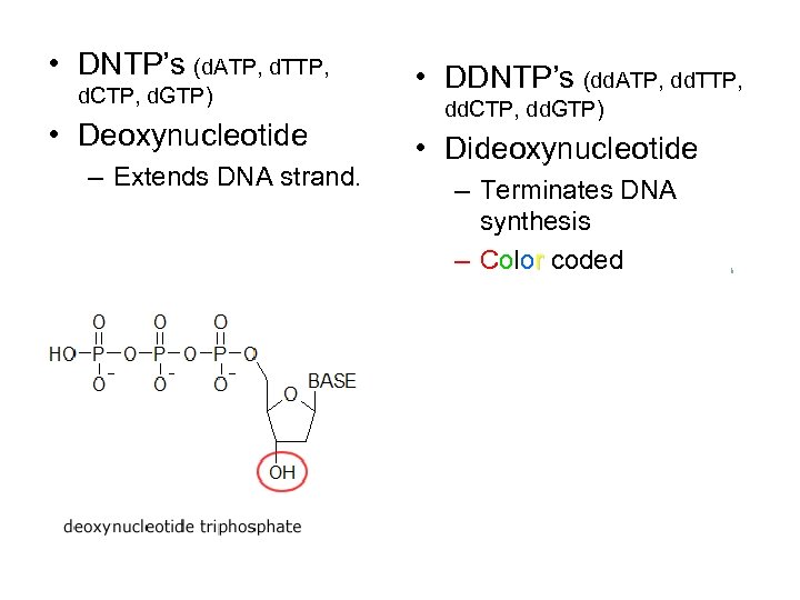  • DNTP’s (d. ATP, d. TTP, d. CTP, d. GTP) • Deoxynucleotide –