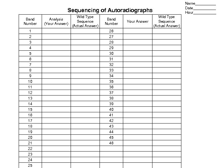 Name_____ Date______ Hour______ Sequencing of Autoradiographs Band Number Analysis (Your Answer) 1 2 3
